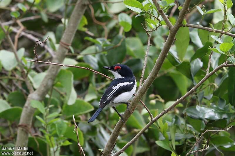 Brown-throated Wattle-eye male adult, habitat