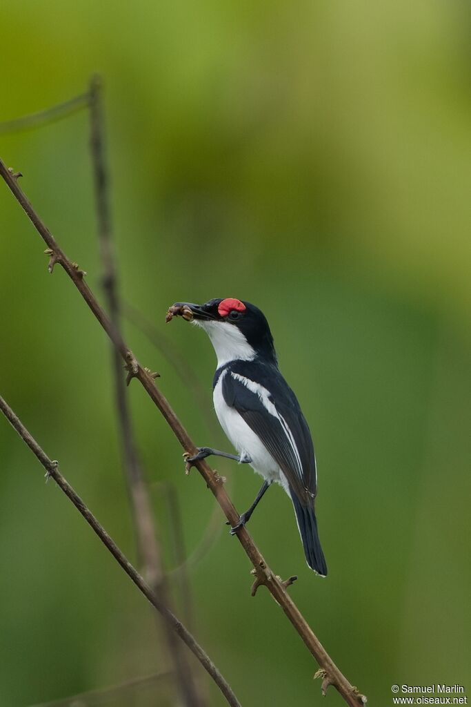 Brown-throated Wattle-eye