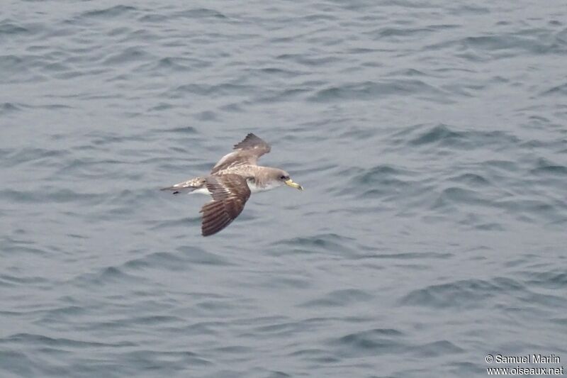 Puffin boréaladulte