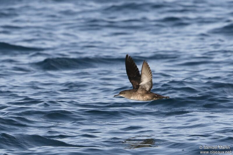 Balearic Shearwateradult