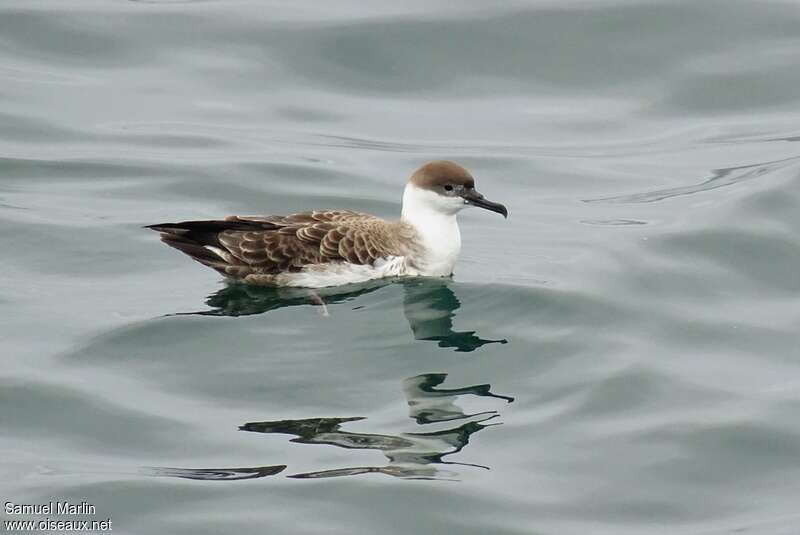 Great Shearwateradult, identification