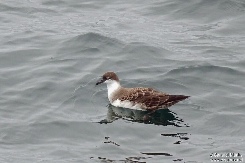 Great Shearwateradult