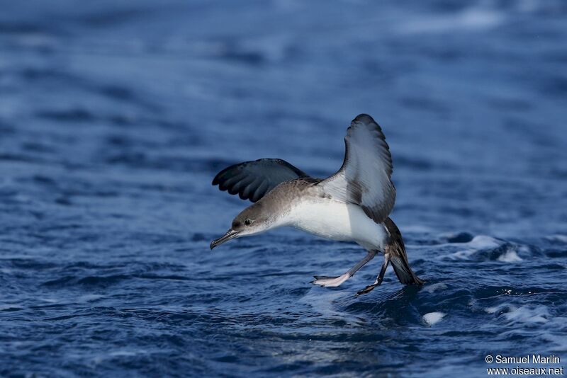 Yelkouan Shearwateradult, Flight