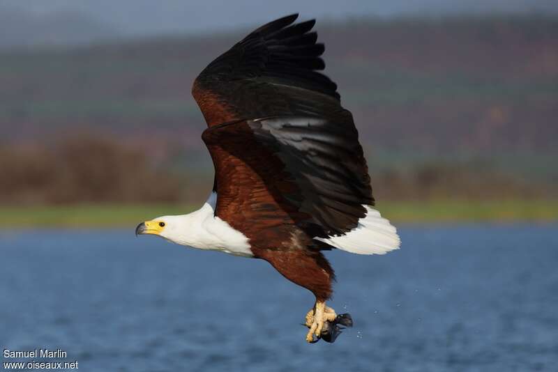 African Fish Eagle male adult, Flight, fishing/hunting