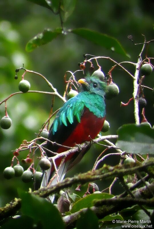 Quetzal resplendissant mâle adulte