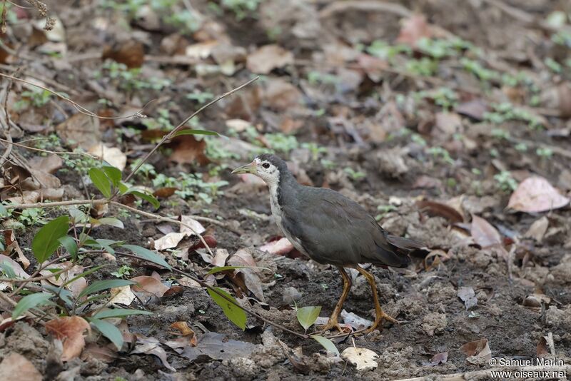 White-breasted Waterhenadult