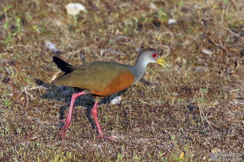 Grey-cowled Wood Railadult