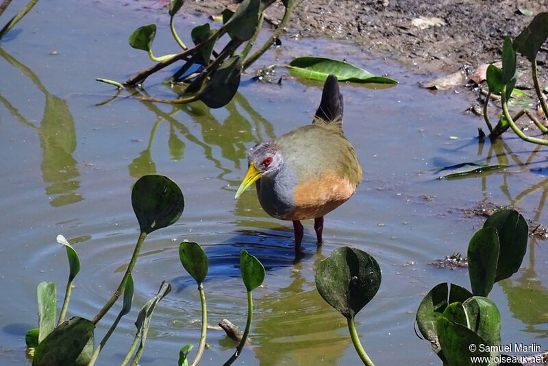 Grey-cowled Wood Railadult