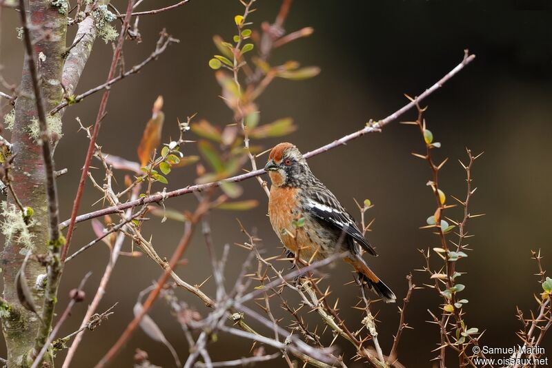 Rufous-tailed Plantcutter male adult