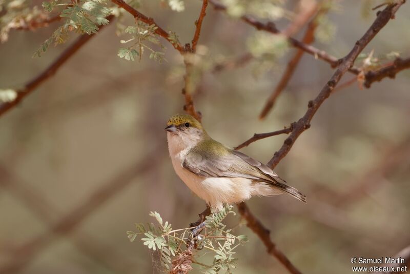 Sennar Penduline Titadult