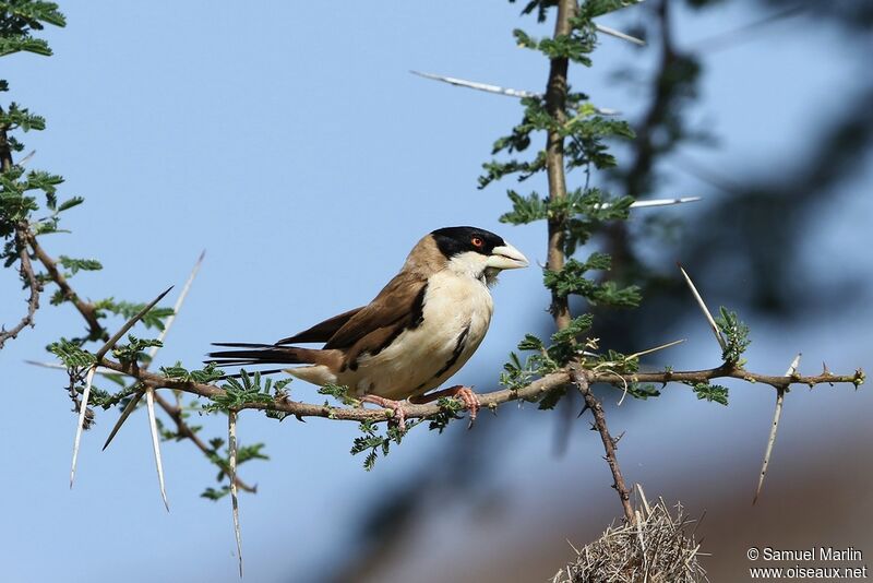 Black-capped Social Weaver male adult