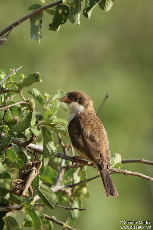 Black-capped Social Weaver female adult