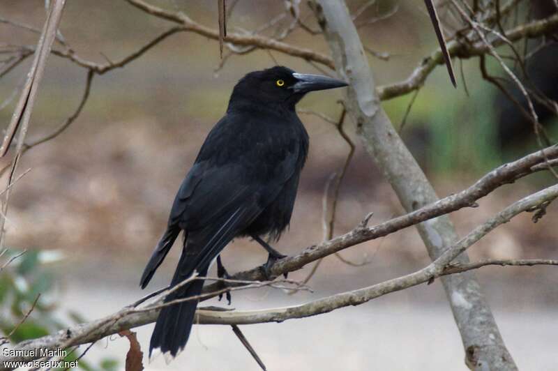 Black Currawongadult, identification