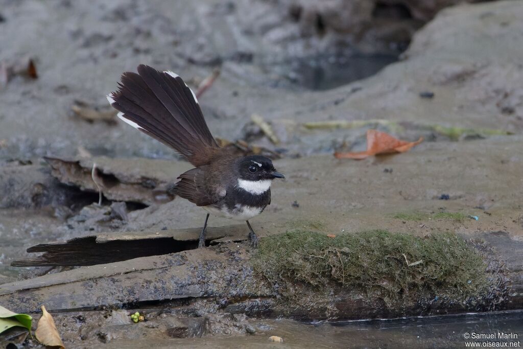 Malaysian Pied Fantailadult