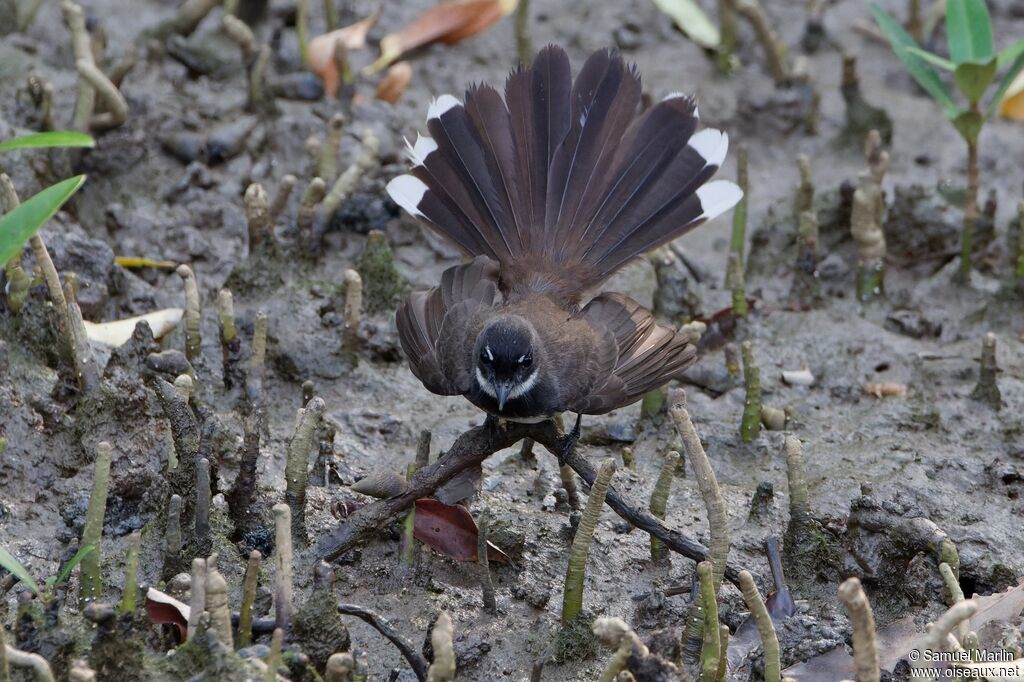 Malaysian Pied Fantailadult