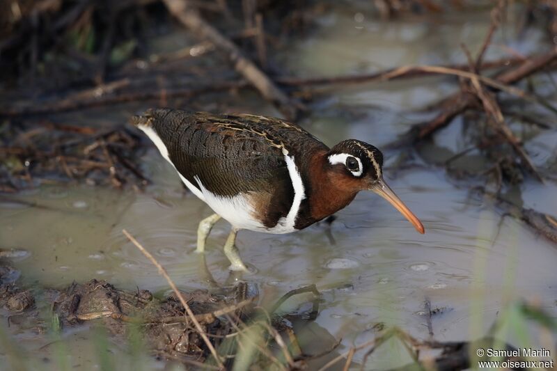 Greater Painted-snipe female adult