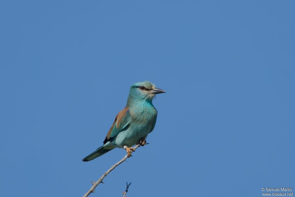 European Roller