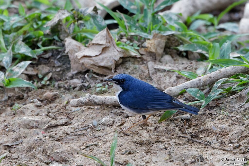 Siberian Blue Robin male adult