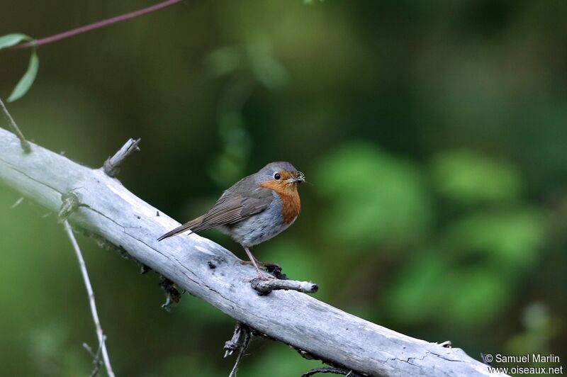 European Robinadult, eats