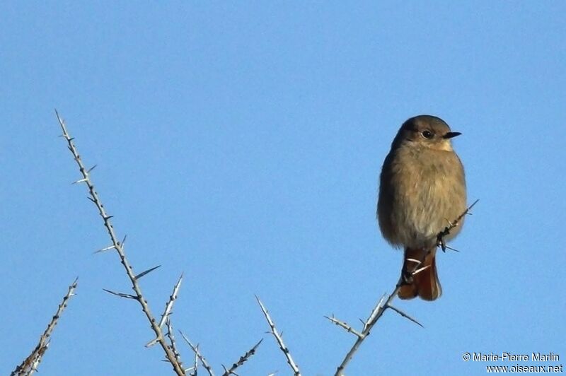 Güldenstädt's Redstart female adult