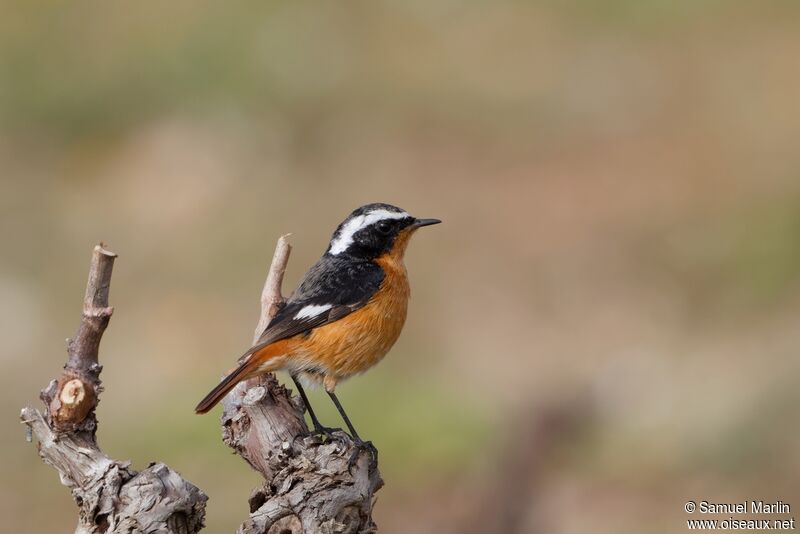 Moussier's Redstartadult