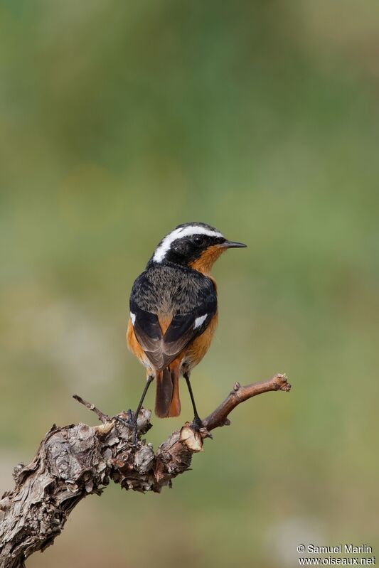 Moussier's Redstartadult