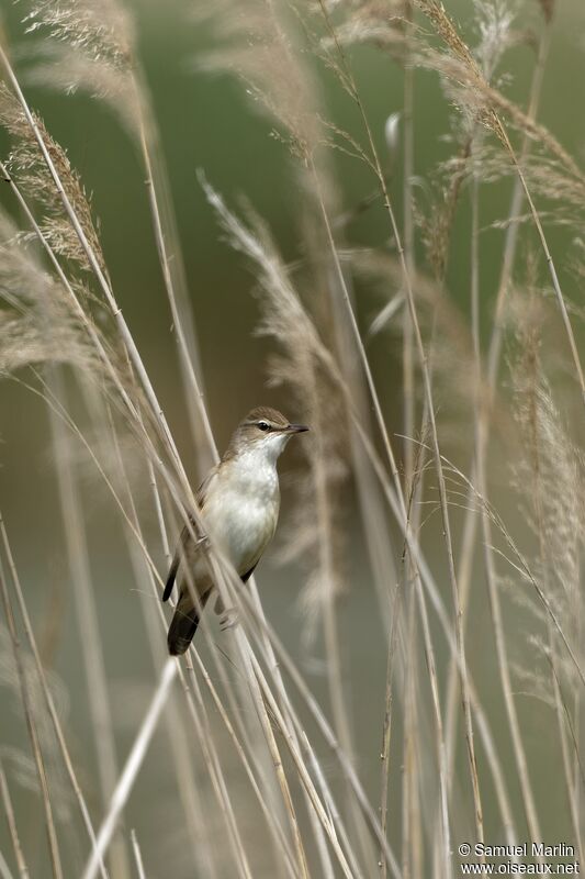 Great Reed Warbleradult