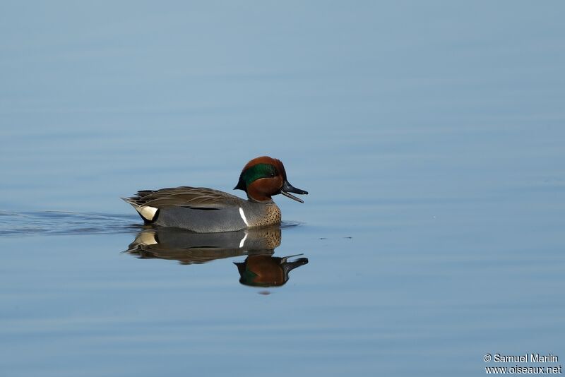 Green-winged Tealadult