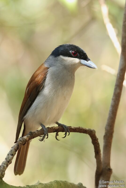 Rufous Vanga female adult