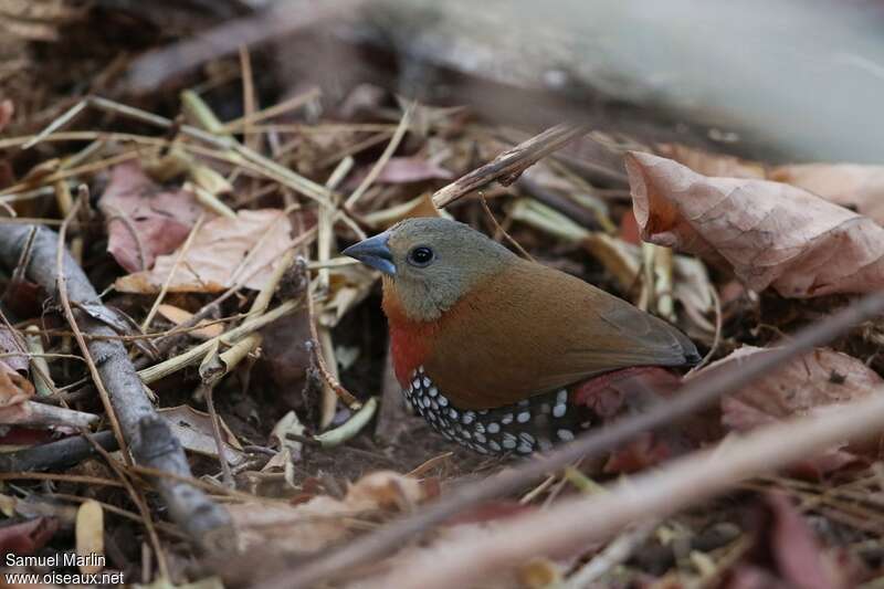 Red-throated Twinspot female adult, identification