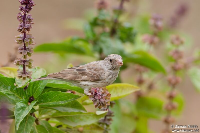 Serin à croupion blancadulte