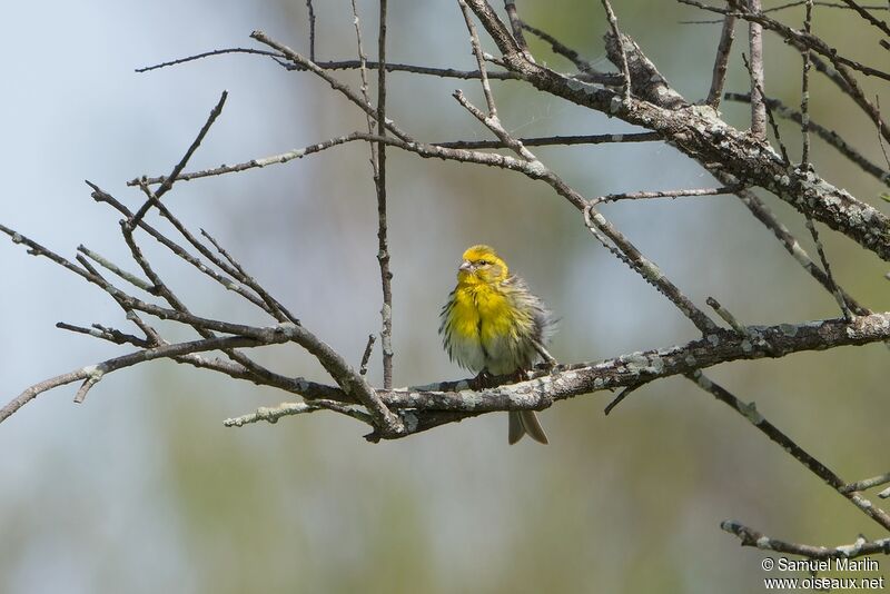 European Serinadult