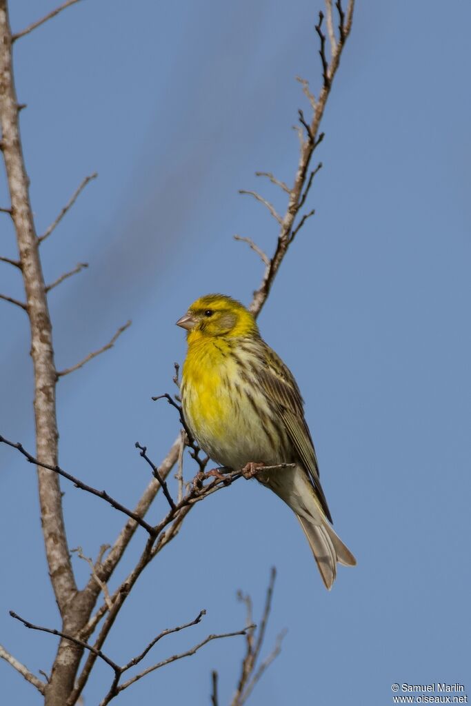 Serin ciniadulte