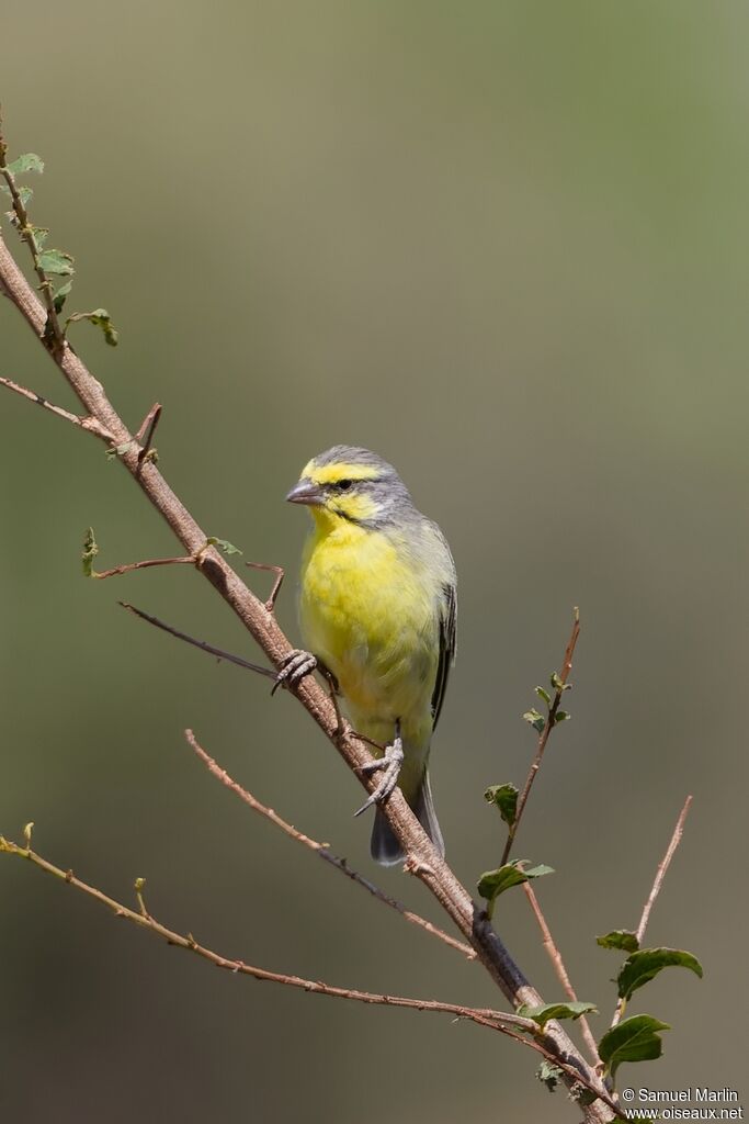 Serin du Mozambiqueadulte