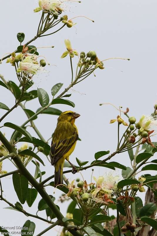 Serin soufré mâle adulte, pigmentation