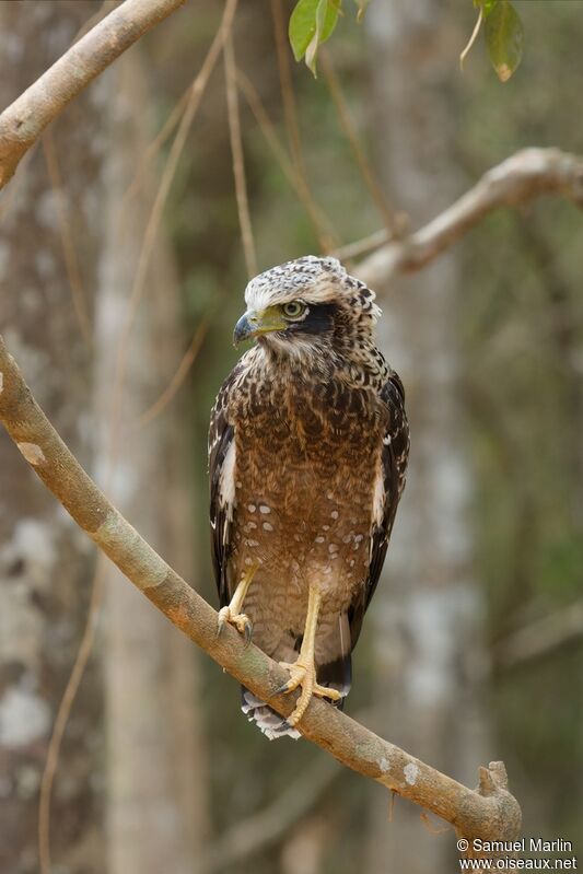 Crested Serpent Eaglesubadult