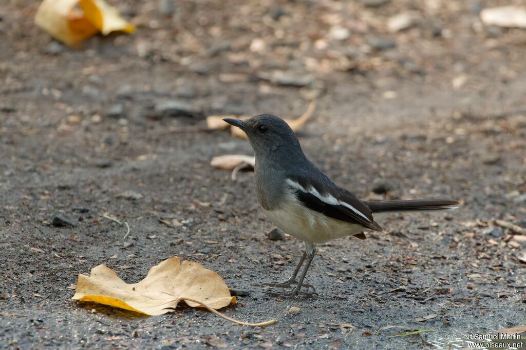 Oriental Magpie-Robin female