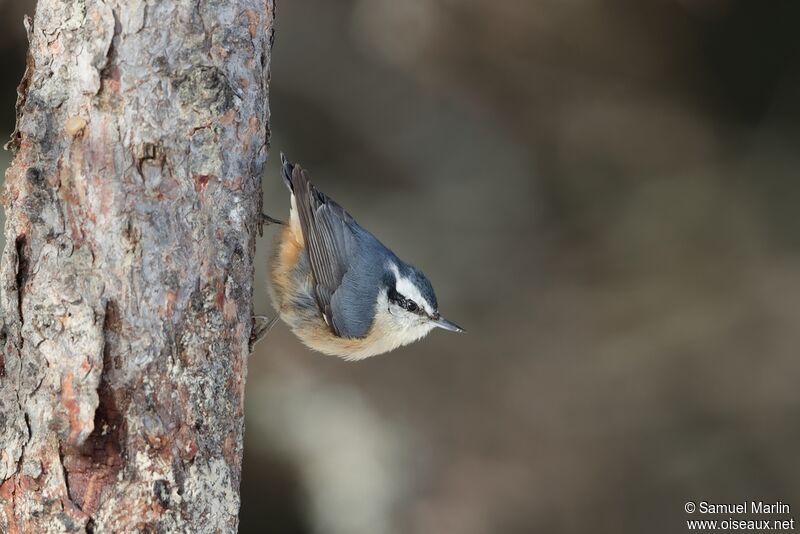 Red-breasted Nuthatch