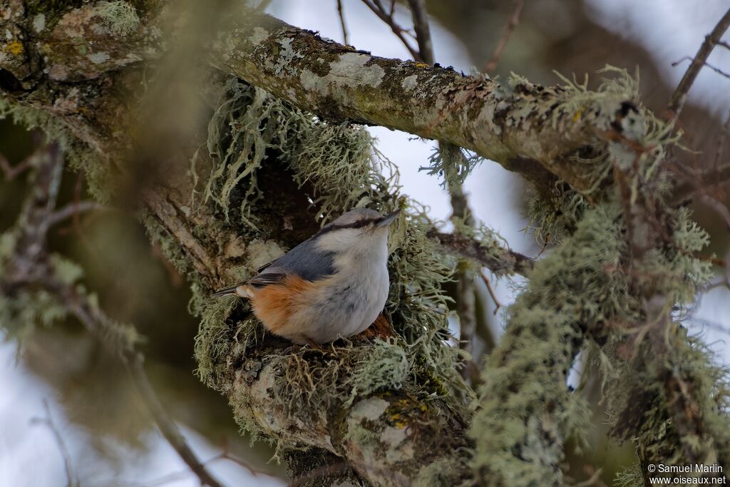 Eurasian Nuthatch