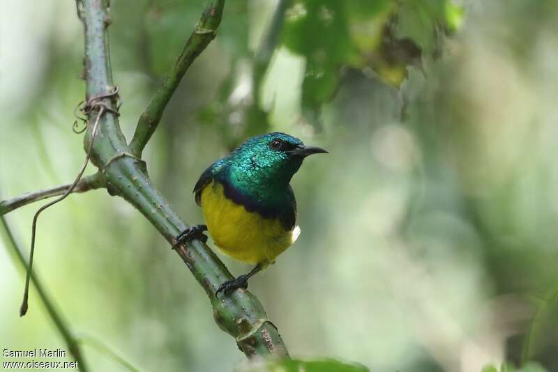 Collared Sunbird male adult, Behaviour