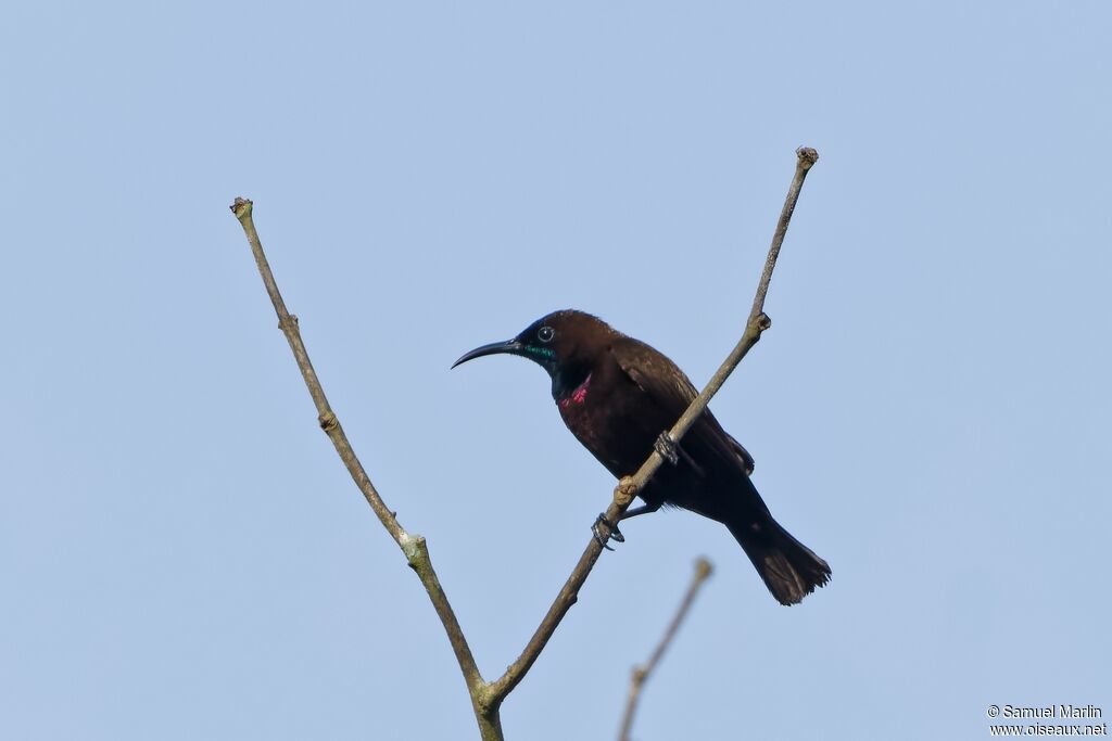 Green-throated Sunbird