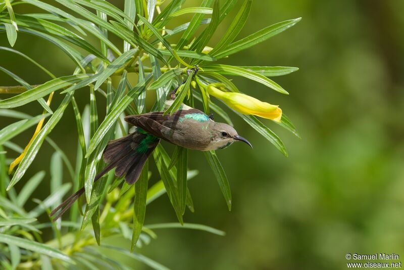 Beautiful Sunbird male adult post breeding