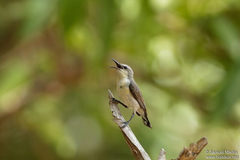 Purple Sunbird female adult, song