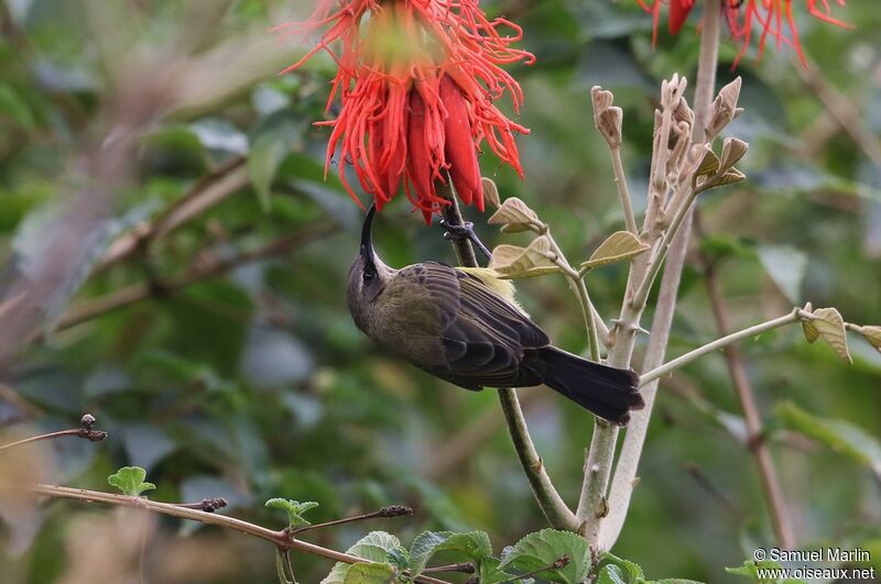 Bronzy Sunbird female adult