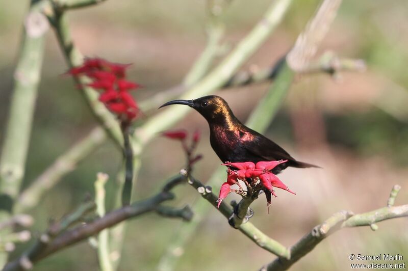 Copper Sunbird male adult