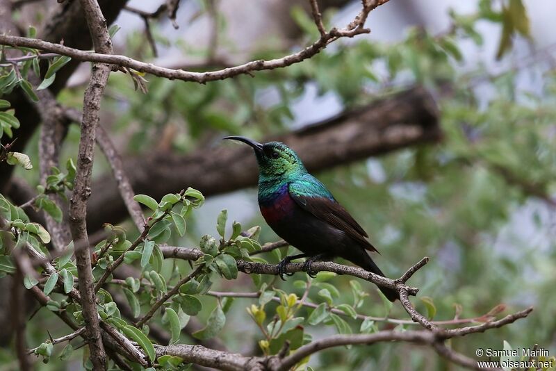 Marico Sunbird male adult