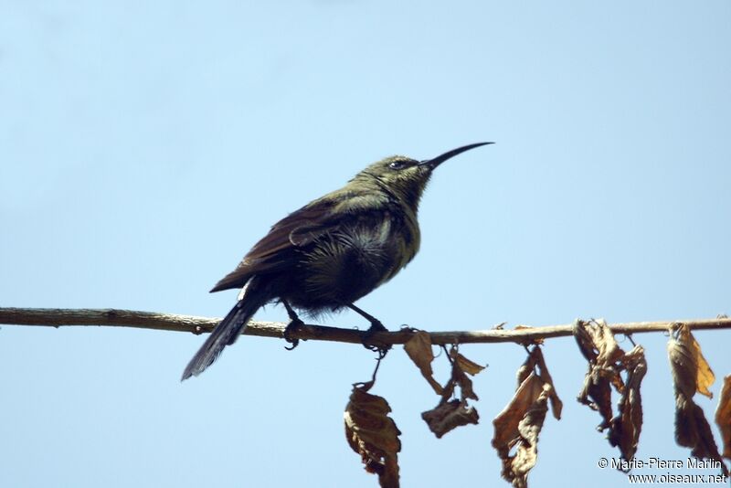 Malachite Sunbird male adult transition