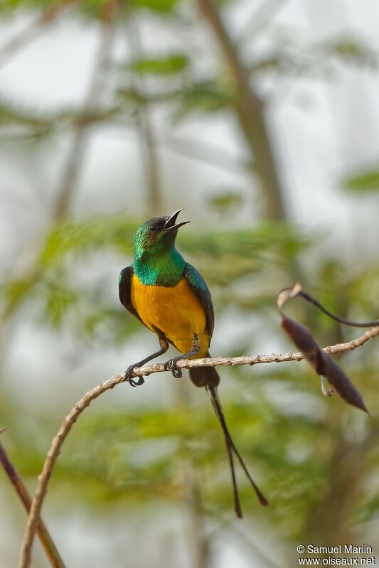 Pygmy Sunbird