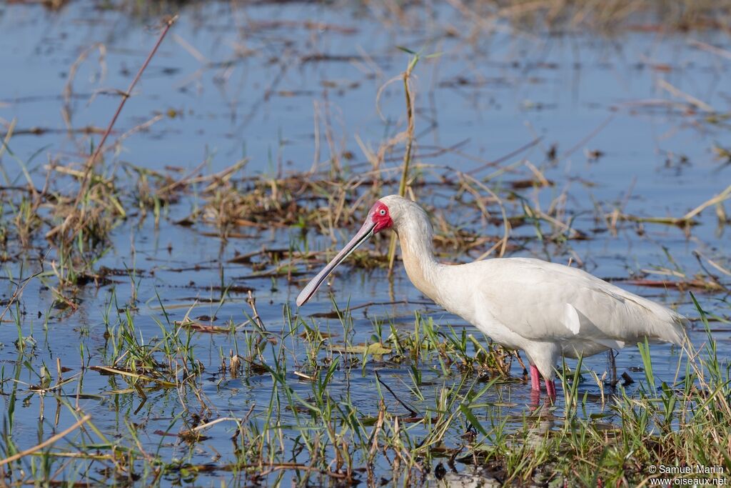 Spatule d'Afriqueadulte