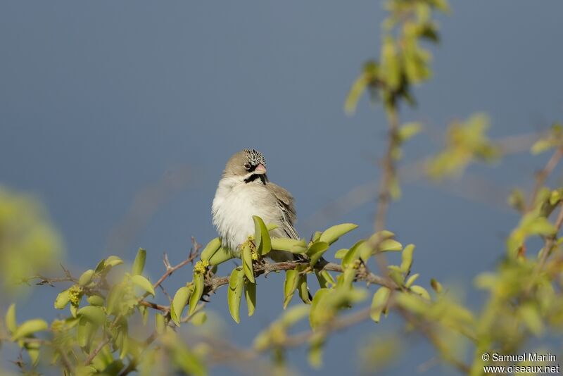 Sporopipe squameuxadulte